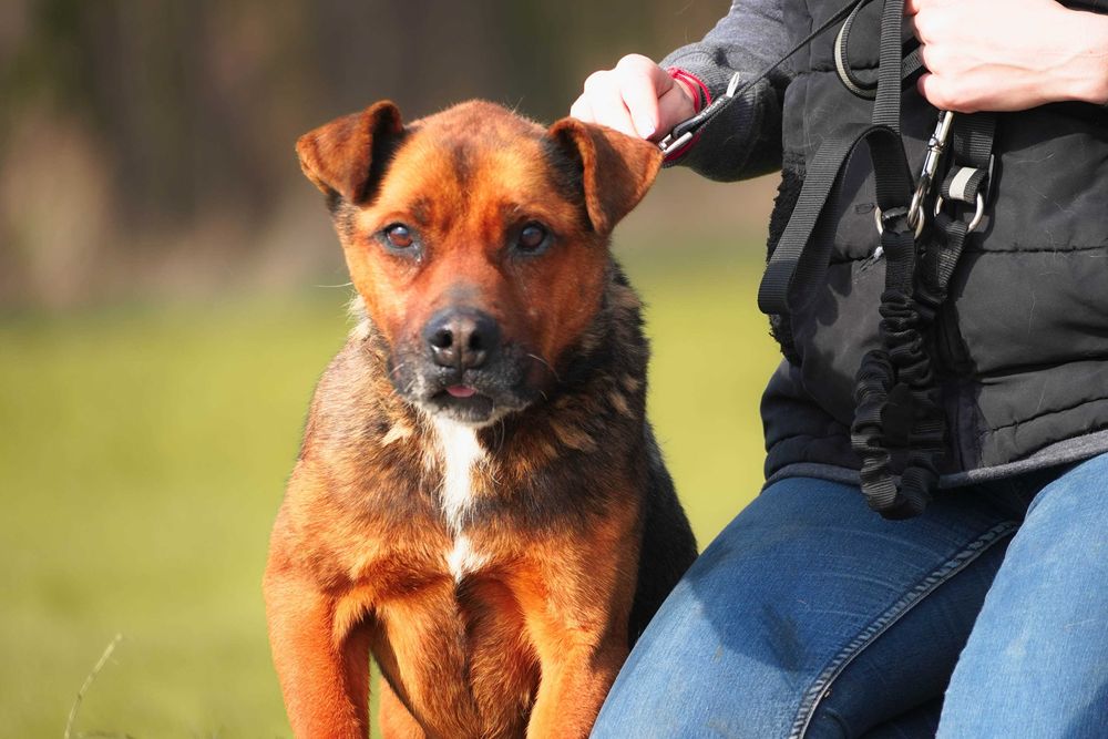 Mateo - starszy psiak szuka domu