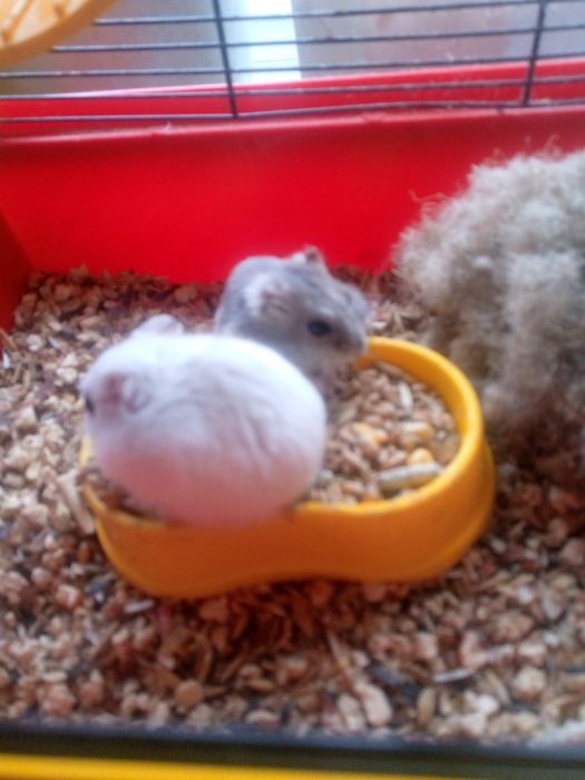 Джунгарик Кременчуг