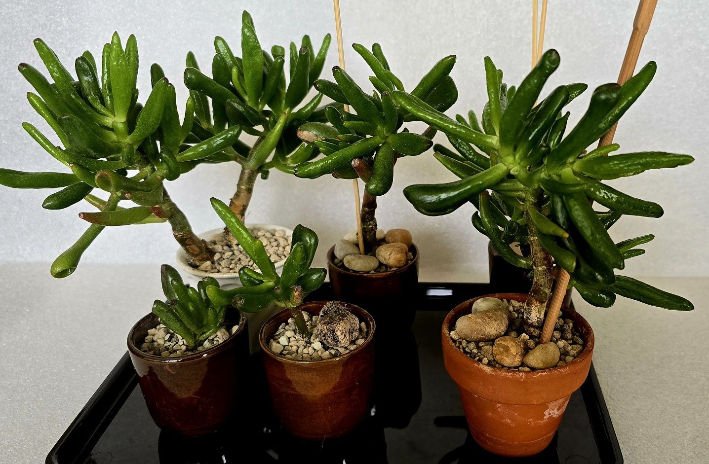 Grubosz crassula golum hobbit ucho Shreka drzewko szczęścia bonsai