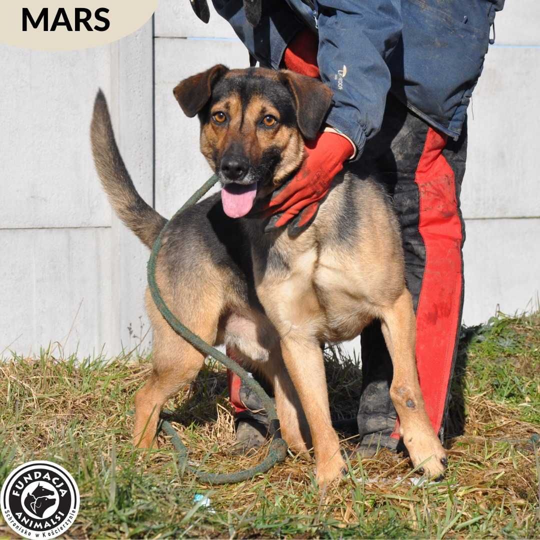 MARS czeka na dobry dom