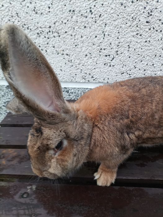 Króliki Samce Wiedeńskie