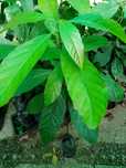 Abacateiro , Abacateiros