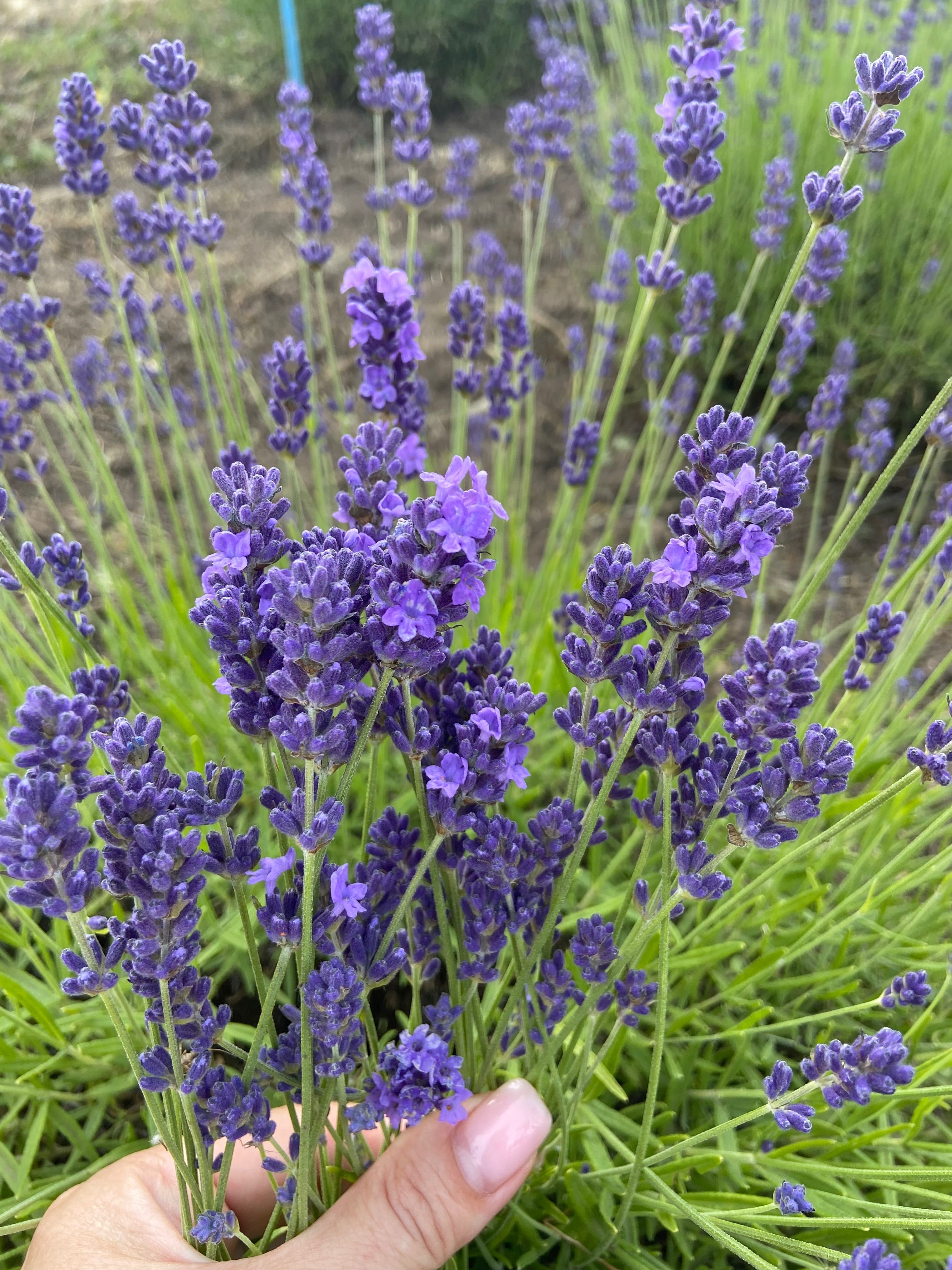 Насіння лаванди Hidcote Blue