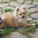 Piesek Szpic Miniaturowy Pomeranian