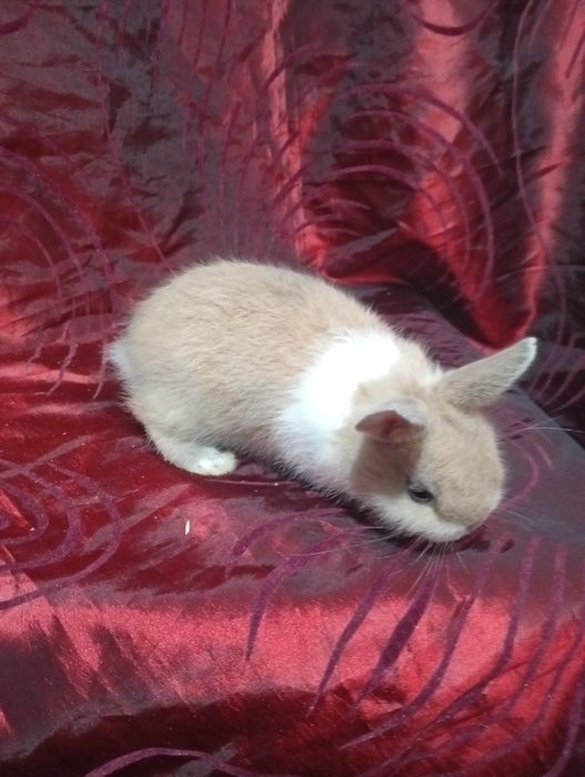 Coelhinho anão holandês