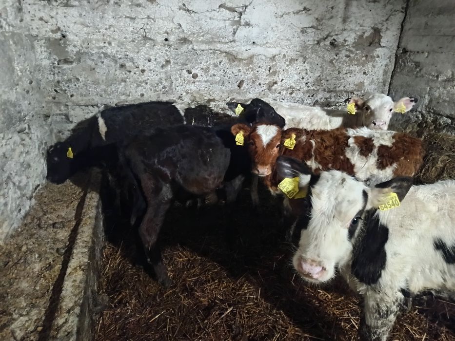 Sprzedam 3 jałowki i byczka żarłaki