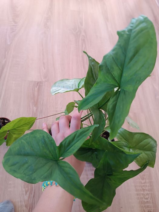 Syngonium mohito