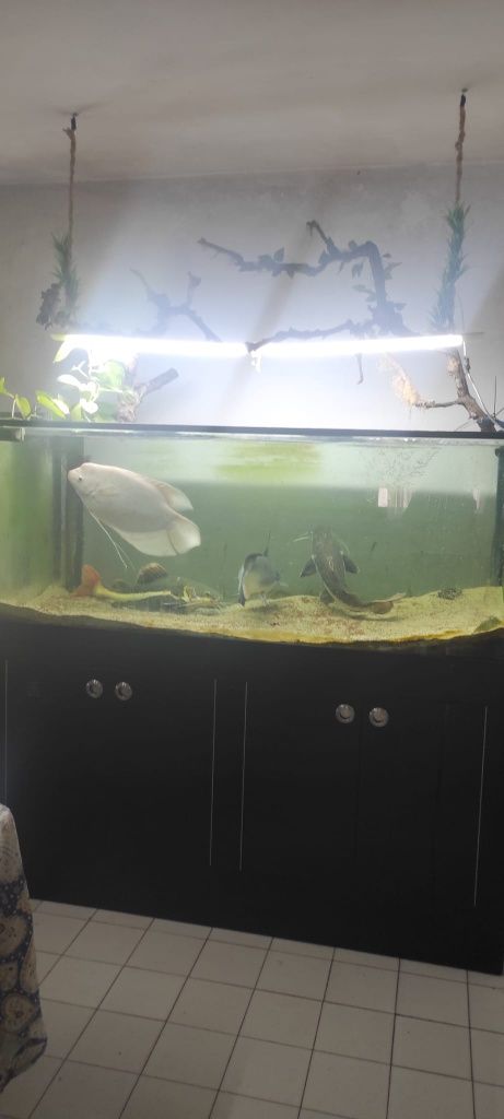 Vendo gurami gigante albino 50cm