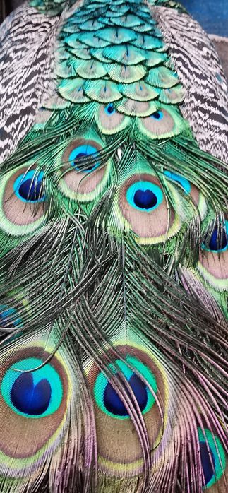 Penas de Pavão azul