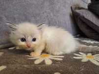 Ragdoll -dziewczynka blue bicolor lynx