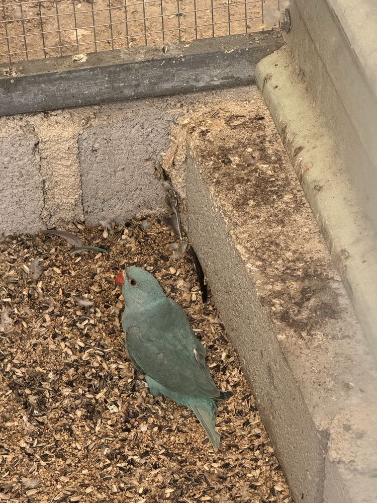 Vendo lote de aves ou troco