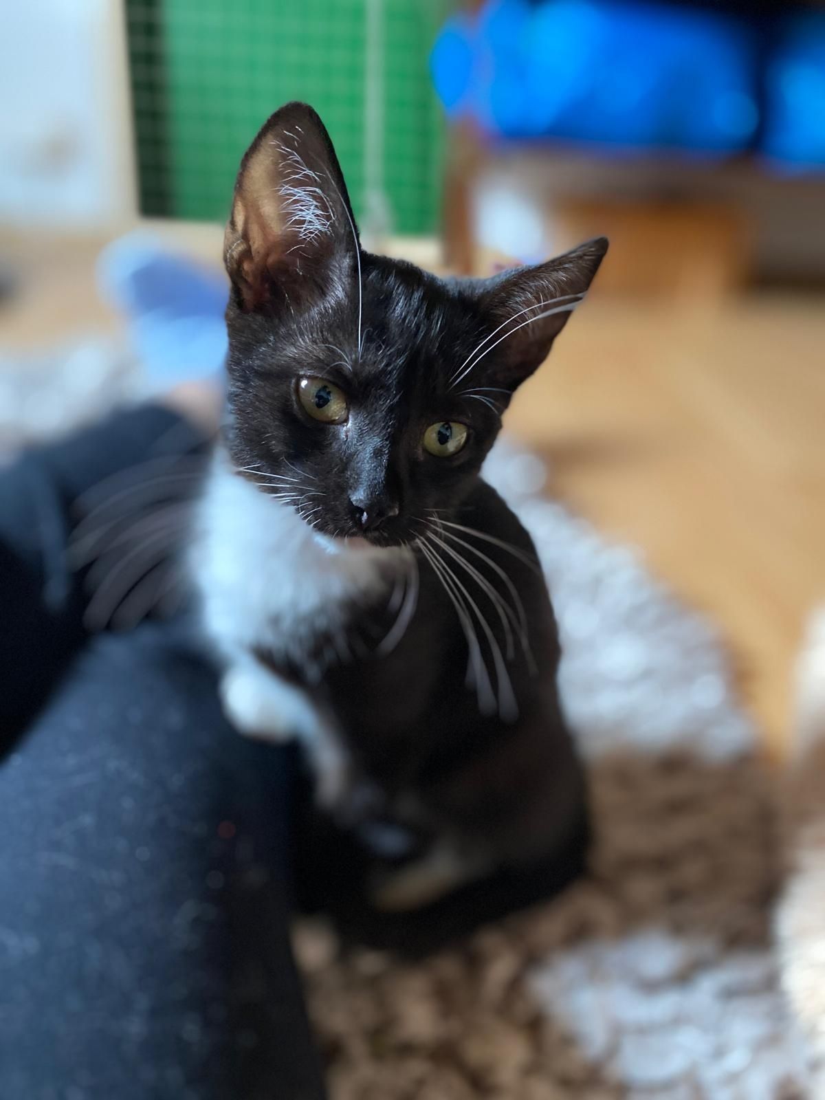 Kocurek do adopcji