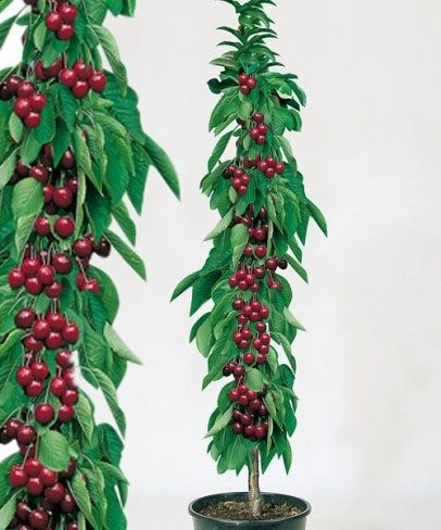 Drzewka czereśni Producent