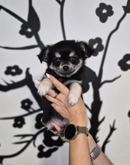 Chihuahua szczeniak