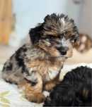 Śliczna suczka Blue Merle Yorkshire Terrier