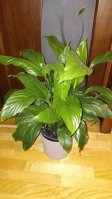 Спатіфілум, продається одним лотом