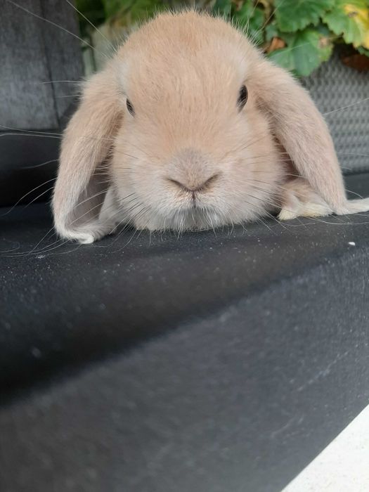 Króliki baranek miniaturka karzełek mini lop