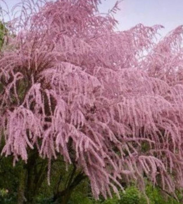 Інжир Київський ранній закрита коренева.. Тамарікс саджанці.