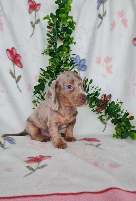 Teckel Arlequim Isabella mini mini kanichen de Qualidade