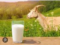 Смачьне молоко Альпійсько-нубійських кіз