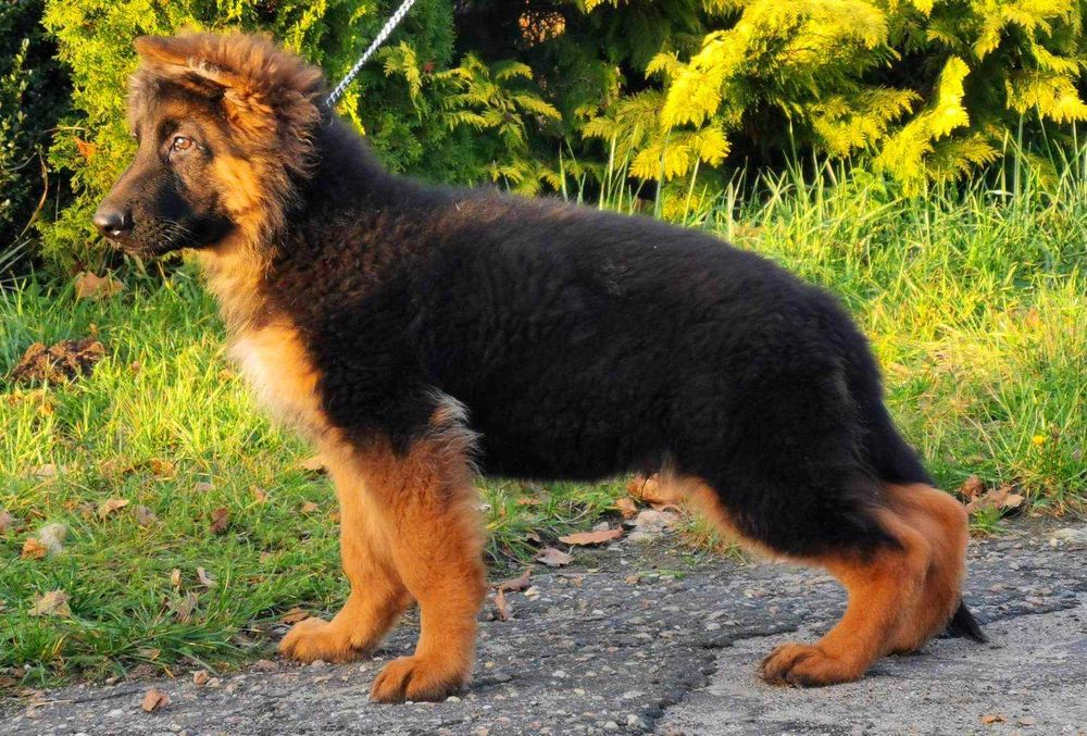 owczarek niemiecki szczeniak