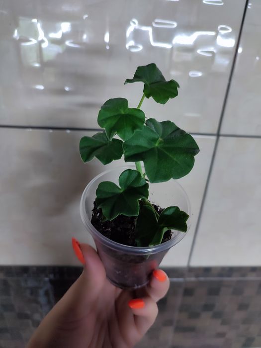 Пеларгонія ампельна та кущова