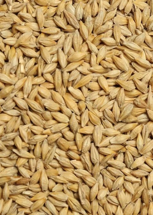 Jęczmień ziarno zboże