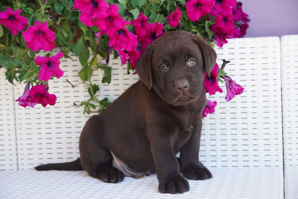 Labrador Retriever FCI ZKwP czekoladowy PIES
