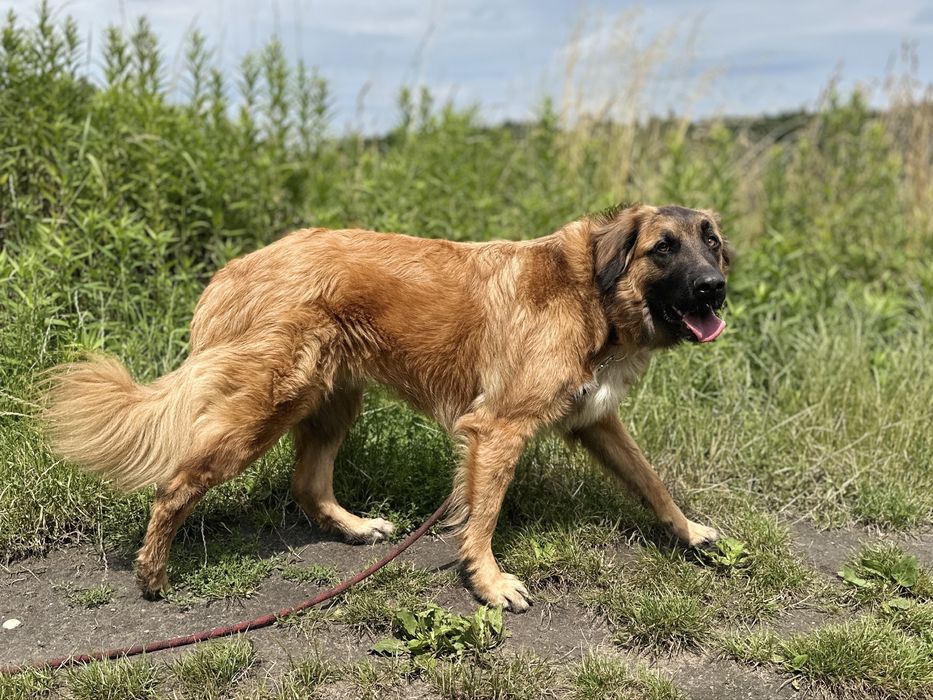 Młody Leon w typie leonbergera