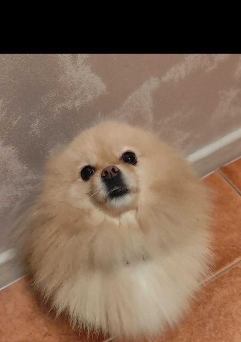 Szpic miniaturowy suczka