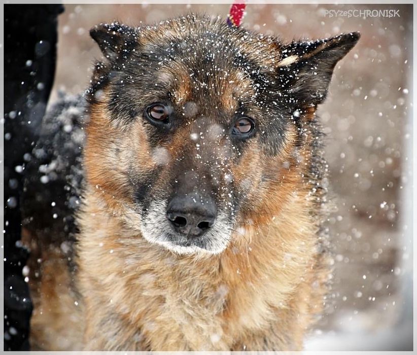 HOMER w typie owczarka, bardzo łagodny
