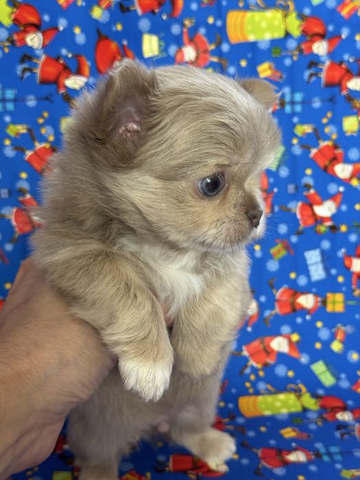 Мальчик чихуахуа дл. ш.