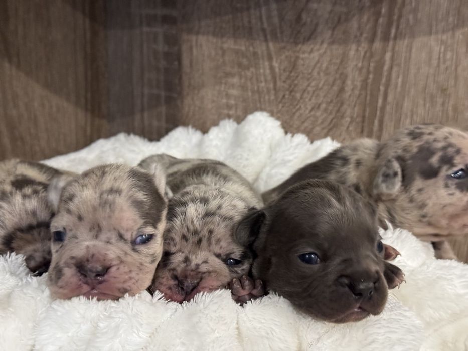 Французькі Бульдожки чекають на нову родину.