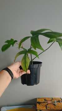 Rośliny zestaw philodendron