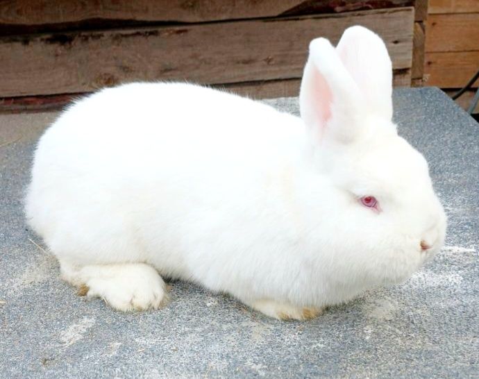 Продаю Кролик Рекс голубой, Новозеландский  Красный, Белый,чорноогнен