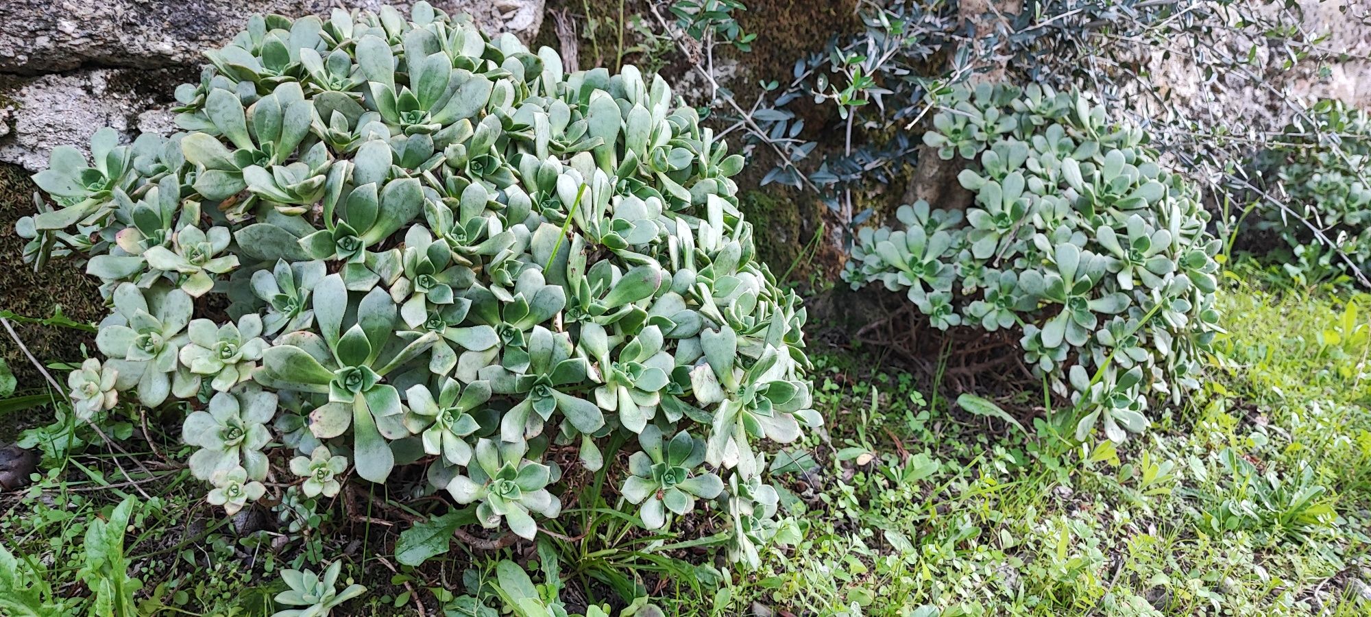 Planta suculenta