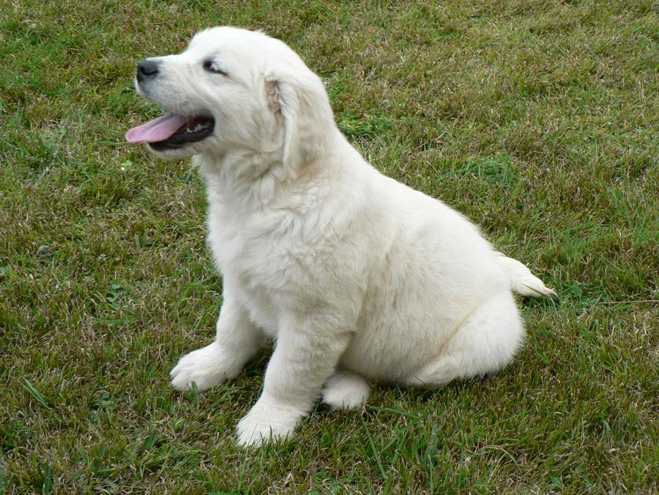 Golden Retriever C/LOP, Afixo e Vacinas