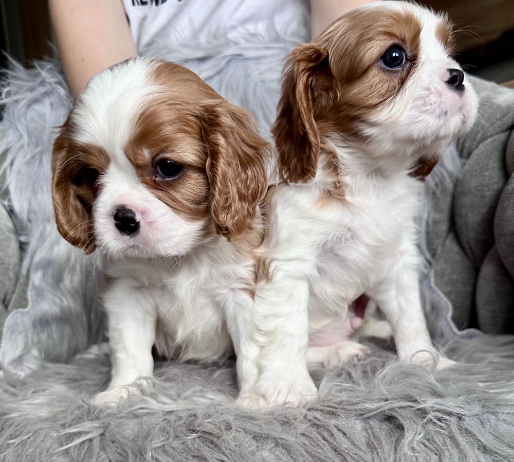 Cavalier king charles spaniel chłopiec
