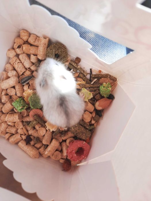 Хомочки, джунгарики