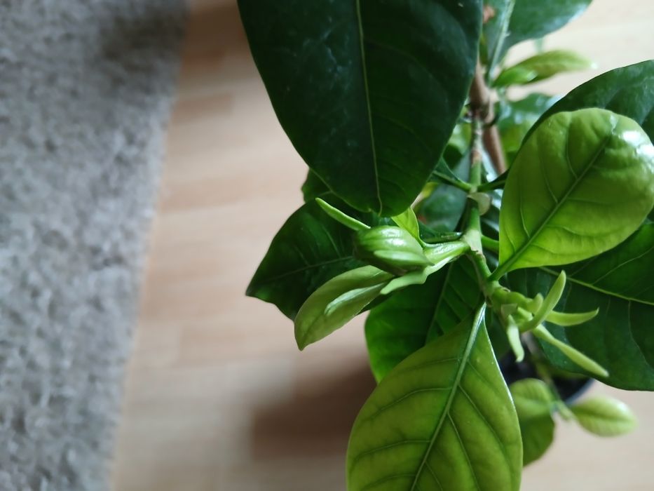 Продам гарденію жасминовидну