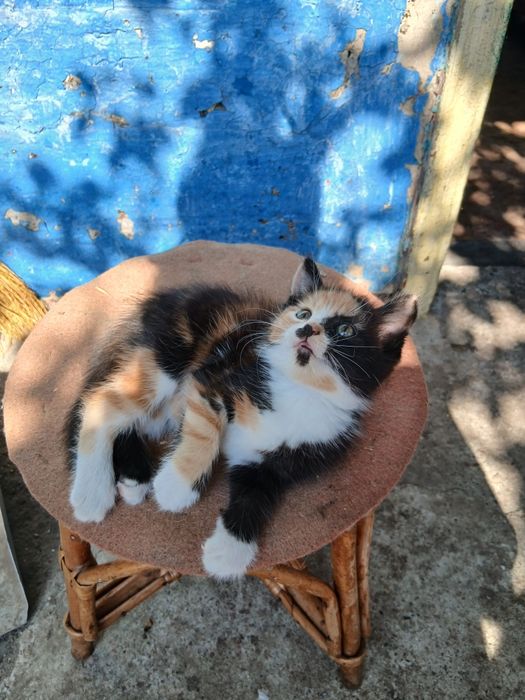 Віддам в добрі руки кошеня