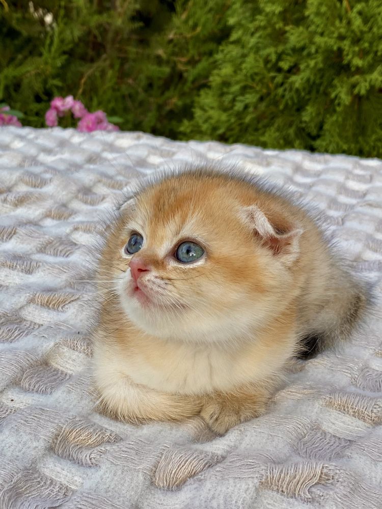 Золотая шиншилла