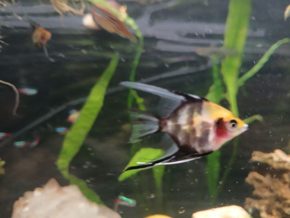 Ryby rybki akwariowe , danio, skalary, ramirezy,  tetry , kiryski