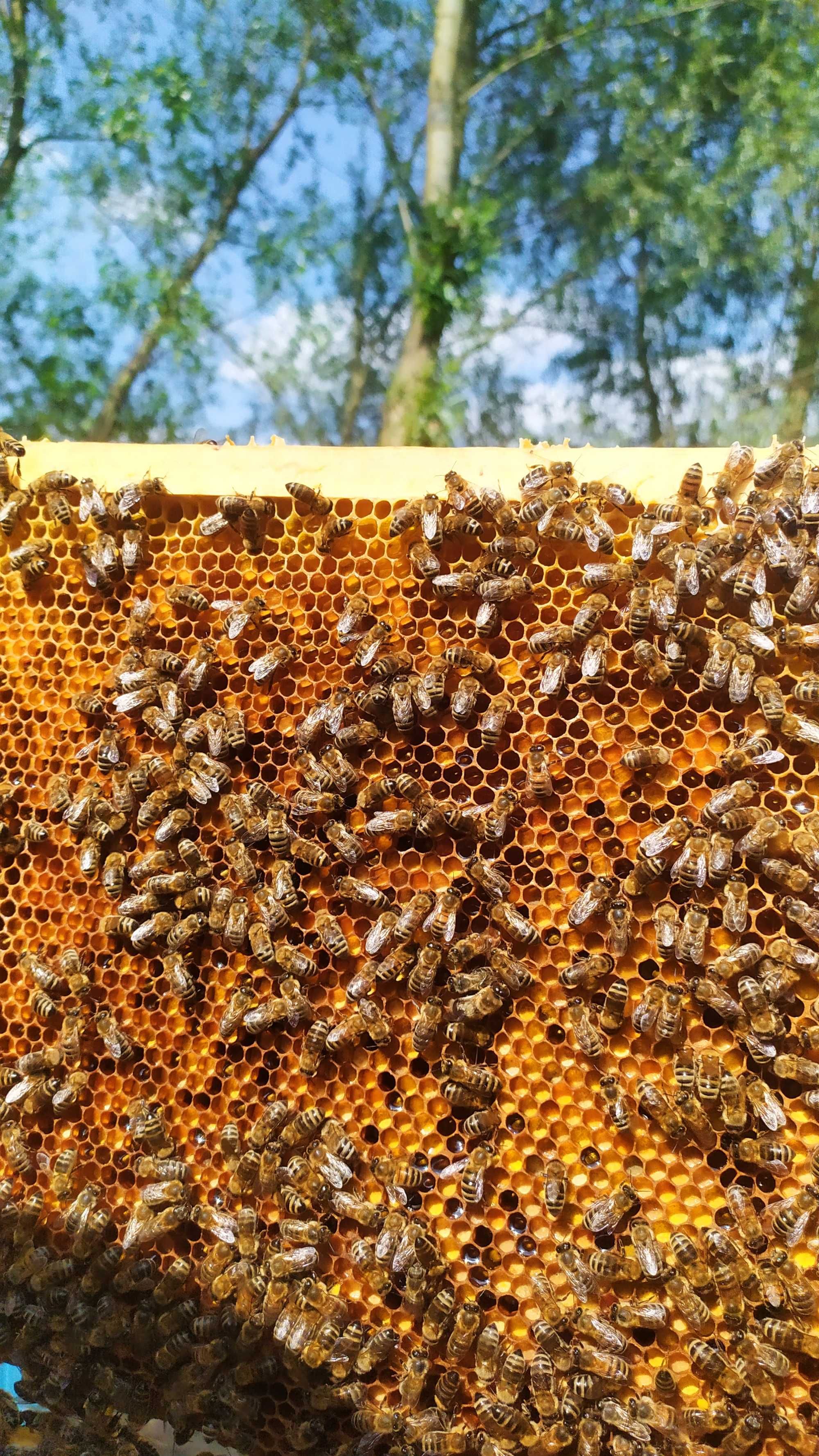 Miód z pasieki Barć Ćmielów - połączenie tradycji i naturalnego smaku