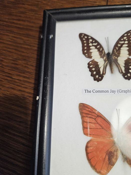 2 obrazki z prawdziwymi motylami