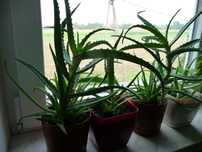 Aloes drzewiasty - kwiat doniczkowy