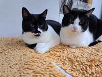 Doação responsável de 2 gatinhos (mãe e filho)