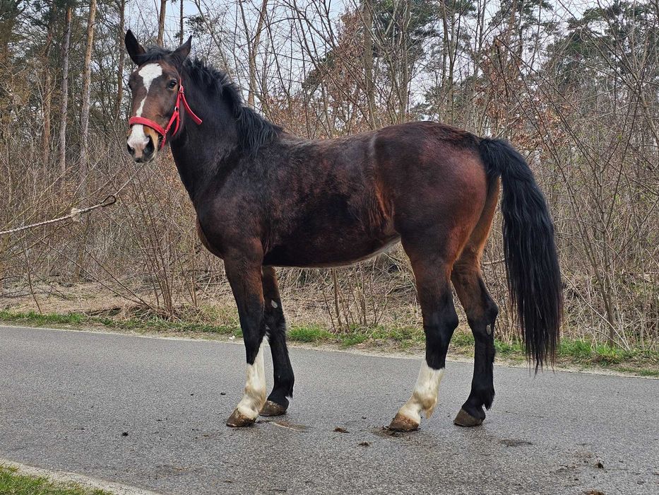 Piękna klacz śląska