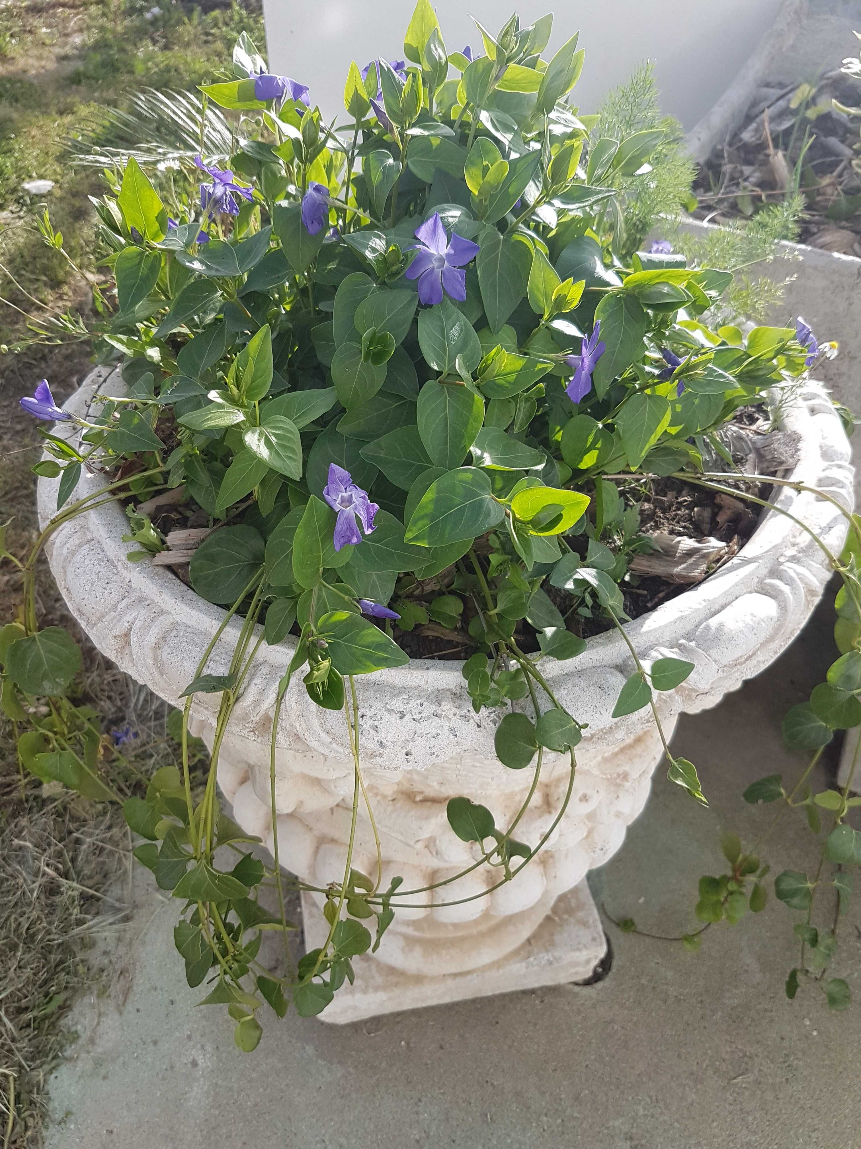 Plantas de Vinca variegada ou nao variegada