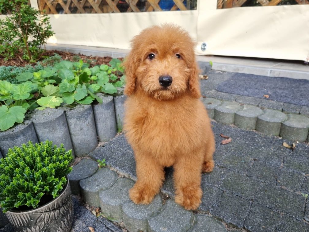 Golden Retriever Goldendoodle MINI Pudel miniaturowy PIESEK